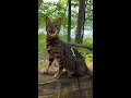 Download Lagu Kucing berkicau untuk meniru suara burung dan tampak tidak terlalu mengancam mangsanya #outdoorsavannah