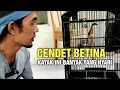 Cendet betina prospek kayak ini banyak yang nyari