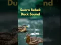 Download Lagu Suara Bebek | Duck Sound