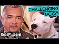 Intimidating Dogo Argentino Is Impossible To Restrain Dog Whisperer With Cesar Millan
