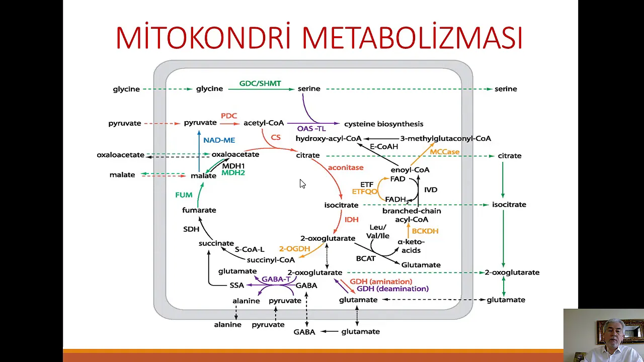 Mitokondri - Biyolojik Oksidasyon - Elektron Taşıma Zinciri - Oksidatif Fosforilasyon