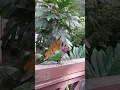 Lagu 🦜Rainbow lorikeet bird,burung nuri pelangi🦜 #shorts #birds
