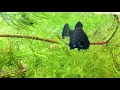 Mating Ritual of the Gulf Coast Pygmy Sunfish