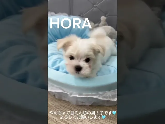 動画