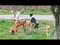 Download Lagu street dog fight clip 🔥🔥 #streetdogfight #dogfight #streetdog #straydogfight #straydog
