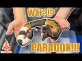 Ball Python Paradox