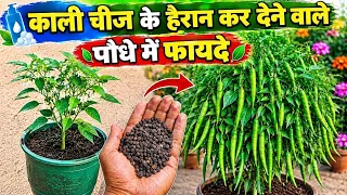 मिर्च की जड़ों में डालो बस एक चुटकी एक प्लांट से इतनी मिर्ची दूसरा मोहल्ला भी थक जाएंगा खाते-खाते