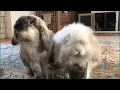 It s a real talent Rabbits can eat and look cute at the same time
