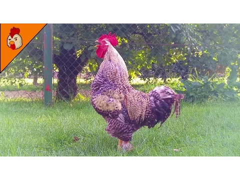 Download MP3 Rooster Crowing Compilation Duet Plus - Rooster Sounds Effect Alarm - Chicken Sounds
