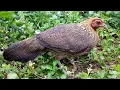 Download Lagu Suab poj qaib seev nrhiav wipe zoo cuab heev + latest hens click super click very fast