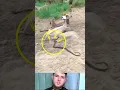 Download Lagu Glorie zij Hij die die herder stuurde om die schapen te redden. Er is geen god dan U. Glorie zij ...