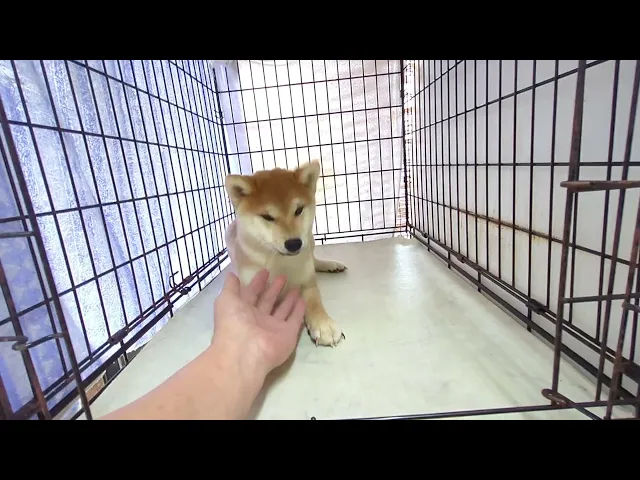 動画