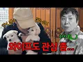 새끼강아지들 온 뒤로 마누라도 필요 없다는 남편ㅋㅋㅋㅋㅋㅋ엄마 짠해...