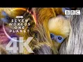 Download Lagu Seven Worlds, One Planet: Extended Trailer (ft Sia and Hans Zimmer) - BBC Earth