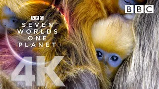 seven worlds one planet extended trailer ft sia and hans zimmer bbc earth