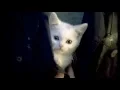 Download Lagu Cute kitten finds new home - „Welcome Home“ by Catsan