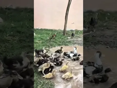 Baby ducks ko pond pe chorr diya shehr main dihat