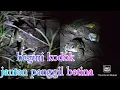 Download Lagu begini suara kodok jantan panggil betina