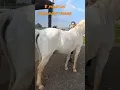 Flicka s pregnant belly is huge YG Equestrian horse mare pony