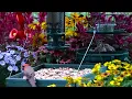 🔴LIVE Peaceful Fall Cottage Bird Feeder: Song Birds, Cardinals, Nature Sounds, Sleep, Cat TV