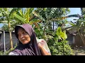 Download Lagu bar umbah umbah tilek sawah gagal panen di entek no mprit