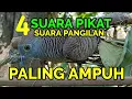 Download Lagu 4 suara pikat pangilan perkutut paling ampuh