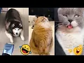 Download Lagu 😂 Funniest TIKTOk Dogs and TIKTOK Cats 😜 Try Not To Laugh part 19