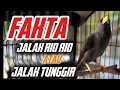 Download Lagu Fakta Unik Burung Jalak Rio atau jalak tunggir yang Jarang Diketahui #jalak #jalakriorio