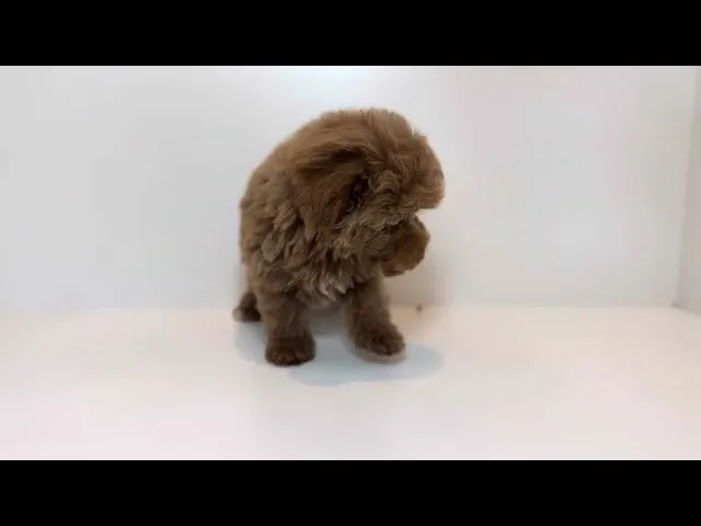 動画