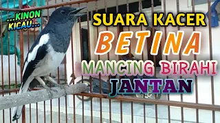 Download 🔴 Suara Kacer Betina || Memancing Birahi Dan Emosi Kacer Jantan MP3