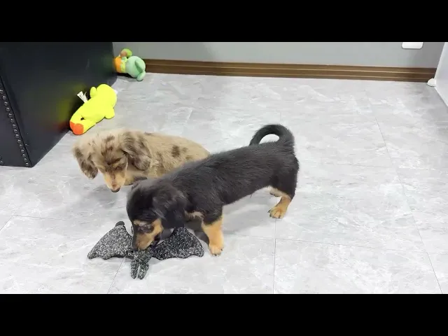 動画