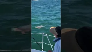 Sea Turtle Saying Hi! #shorts #seaturtles #sailboat