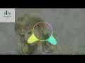 Download Lagu 6ixth Sense - Tak Bisa Memilihmu NIGHTCORE