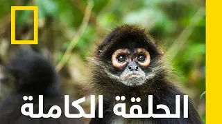 عودة قرود العنكبوت مهمة حرجة ناشونال جيوغرافيك أبوظبي 
