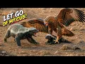 Mother Honey Badger vs Eagle A Fierce Fight to Protect Her Cub Wildlife Documentary