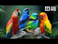 Lagu Most Beautiful Birds Of Costa-Rica Rainforest | Amazing Nature Sounds | Ultimate Relaxation | Calm