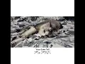 No Copyright Korean Music I Your Eyes Tell By BTS