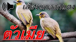  suara merbah lekir betina 2 2023 birdwild chaiya