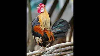 Download J.Geco - Chicken Song MP3