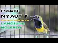 Download Lagu SUARA SOGON GACOR UNTUK PANCINGAN SOGON TROTOL BUNYI SEMAKIN RAJIN part 53