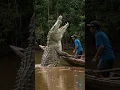Download Lagu VIRAL! Buaya BESAR Muncul di Kapal Nelayan, Warga Takut Melompat ke Sungai! #DetikDetikMencekam