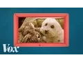 Why losing a dog feels like losing a family member