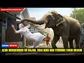 Download Lagu Azab Mengerikan ! Ditendang Gajah Usai Hina dan Tendang Orang Miskin | GELAR HAJAH TAK MENYELAMATKAN