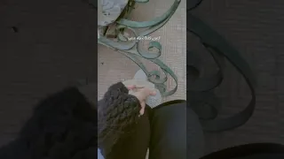 تحبيني اشطا احبك صعب  تحبيني اشطا احبك صعب