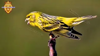 صوت تغريد طائر البسبوس السمريس السورا European نقي  صوت تغريد طائر البسبوس السمريس السورا European نقي