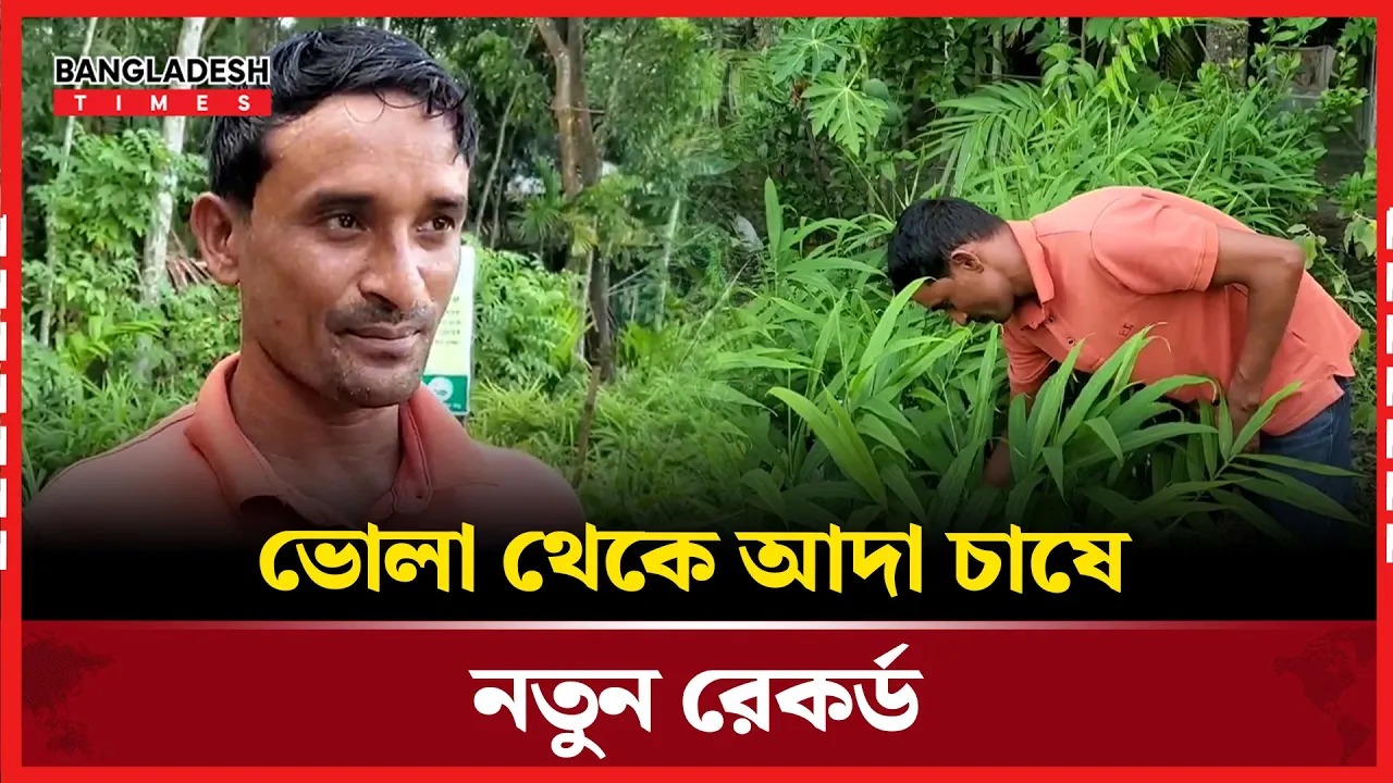 চরফ্যাশনে প্রথমবার বস্তায় আদা চাষে সফলতা!