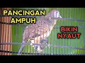 Download Lagu PANCINGAN PERKUTUT BANGKOK AGAR BUNYI CEPAT NYAUT \u0026 BIKIN PERKUTUT BANGKOK GACOR