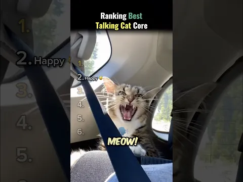 Ranking Best “Talking Cats Core” 😸💬