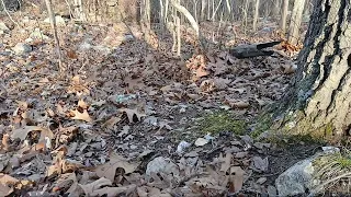 Missouri Morel Mushroom update 2026 Laclede and Dallas Counties