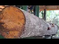 Download Lagu 4.5M,The horrific and dangerous cutting of a giant mahogany tree worth 7 million